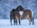 Hucuły – konie Karpat Wschodnich